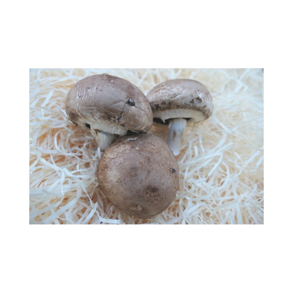 Champignons
