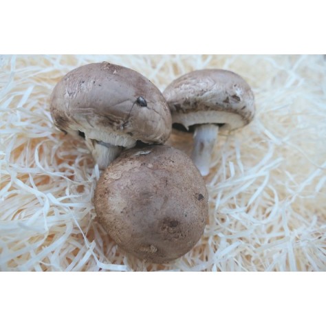 Champignons
