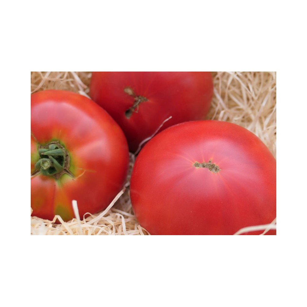 Tomaten Berner Rosen