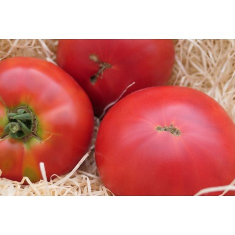 Tomaten Berner Rosen