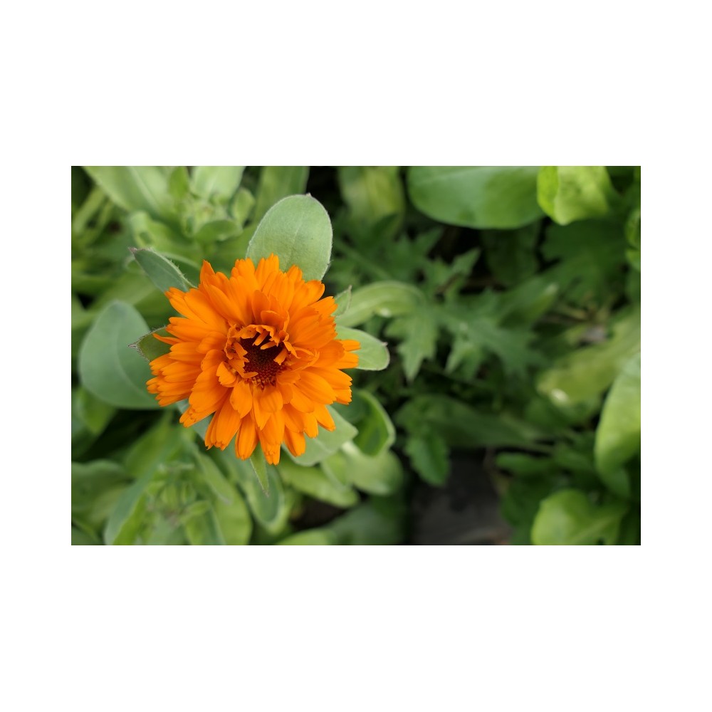 Calendula
