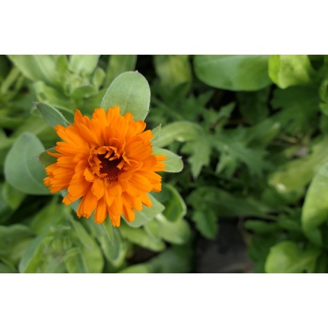 Calendula