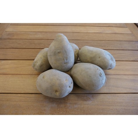 Kartoffeln Agria