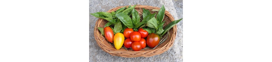 Tomaten und Auberginen